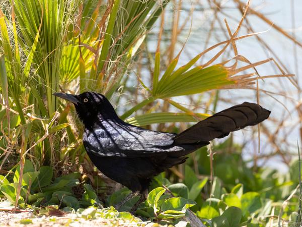 <h3><a href="/trips/Tucson_2023/biota/animalia/chordata/aves/040 passeriformes/124 icteridae/quiscalus mexicanus/quiscalus mexicanus-nl.html">Quiscalus&nbsp;mexicanus</a> / Great‑tailed&nbsp;grackle / Langstaarttroepiaal</h3>OM-1 met OLYMPUS M.300mm F4.0, 1/3200 sec  bij F4.0, ISO 1600, afstand 7.71&nbsp;m